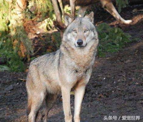 世界上最昂贵的3只狗,世界上最贵的狗有500万