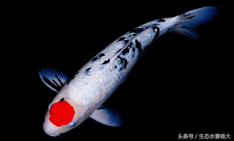 观赏鱼种类作用,什么观赏鱼寓意好