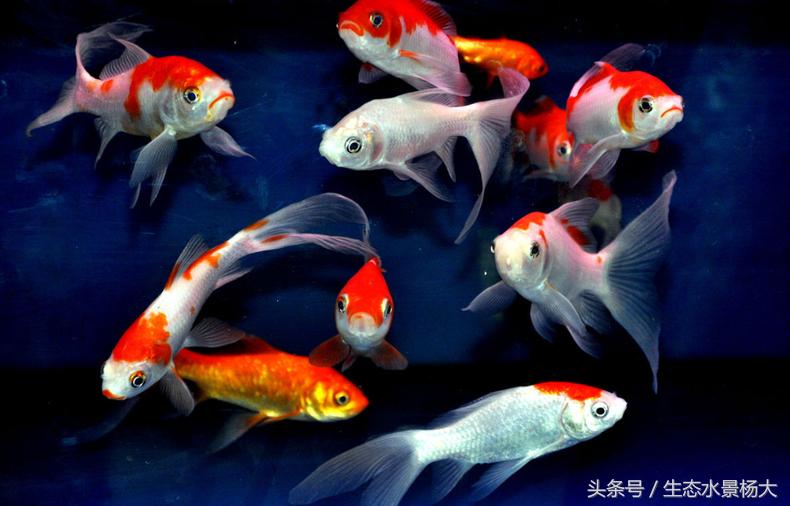 观赏鱼种类作用,什么观赏鱼寓意好
