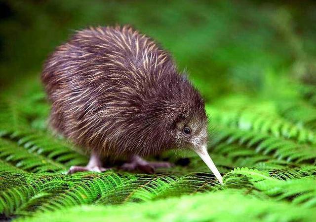 新西兰最纯净的国家,新西兰全球最清廉的国家