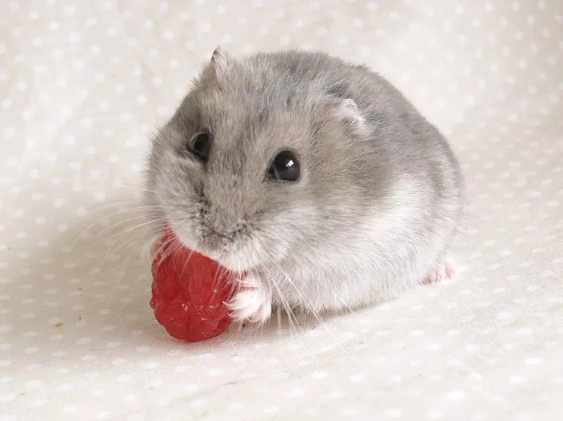 没有浴沙怎么给仓鼠洗澡,小仓鼠身体脏了怎么洗澡