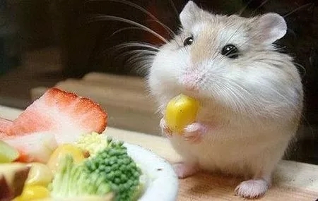 没有浴沙怎么给仓鼠洗澡,小仓鼠身体脏了怎么洗澡