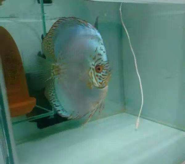 面对脾气犟的人有什么办法,观赏鱼攻击性特别强怎么办