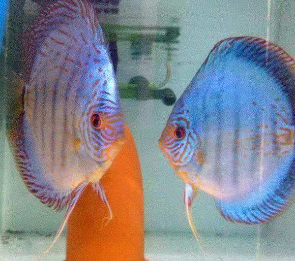 面对脾气犟的人有什么办法,观赏鱼攻击性特别强怎么办