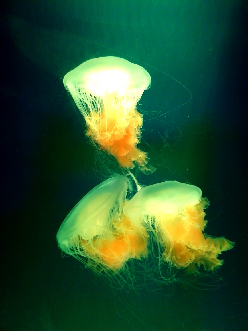 这样拍摄让你更惊艳,深圳欢乐海岸拍照攻略