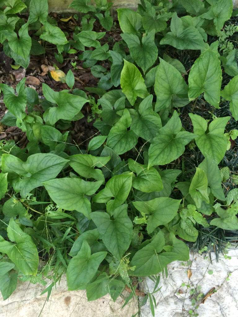 中药材犁头草,犁头尖草图片