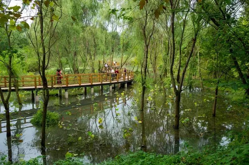 温江绿道全景视频,温江周边50公里绿道