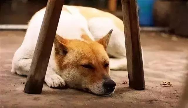 土狗咋不容易得焦虫病,土狗咋的了