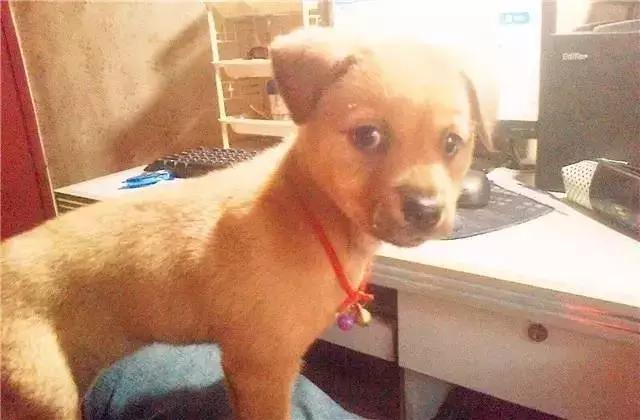 土狗咋不容易得焦虫病,土狗咋的了