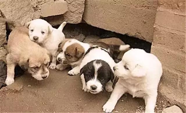 土狗咋不容易得焦虫病,土狗咋的了