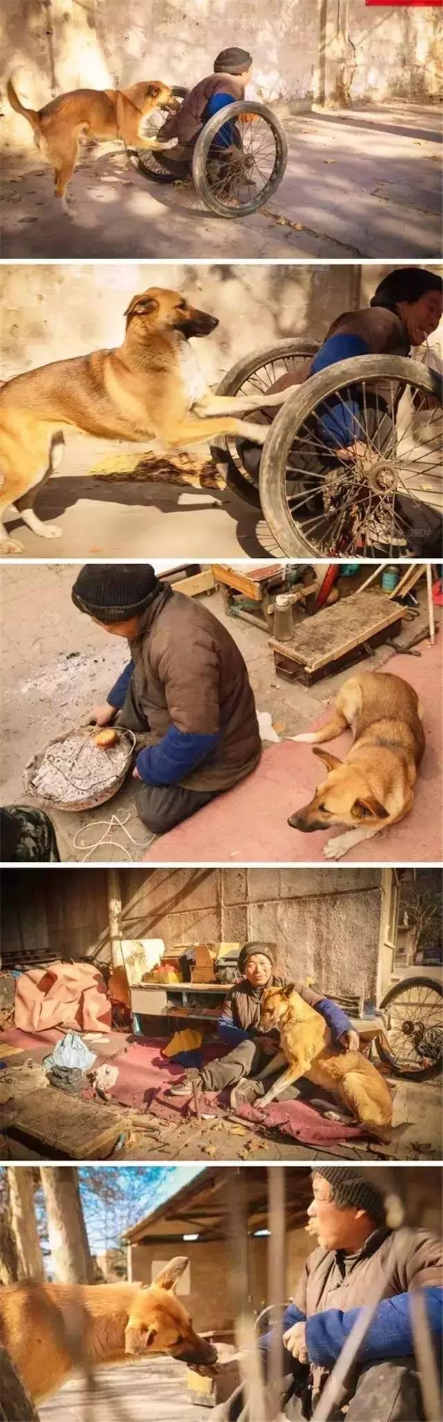 土狗咋不容易得焦虫病,土狗咋的了