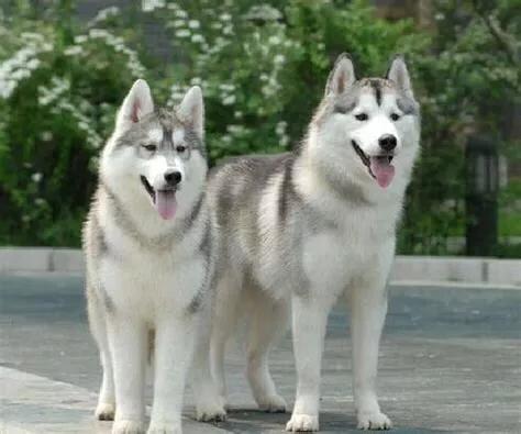 西伯利亚雪橇犬哈士奇先生,西伯利亚贵族狼犬二哈