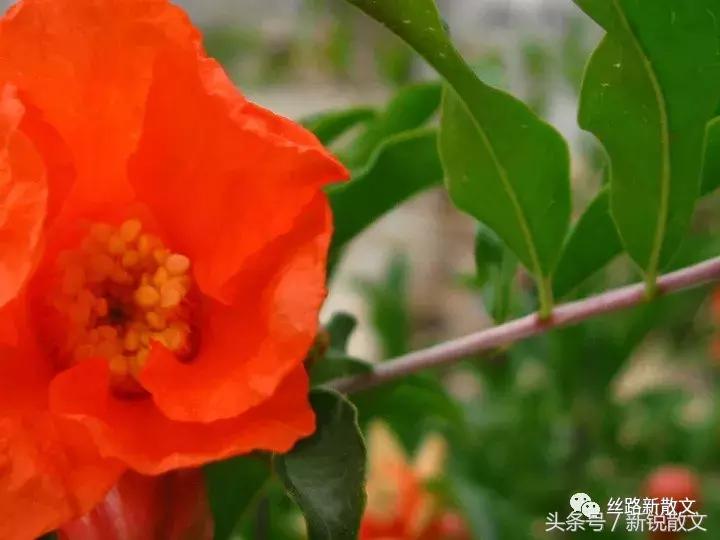 北京胡同的老故事,八大胡同民国故事