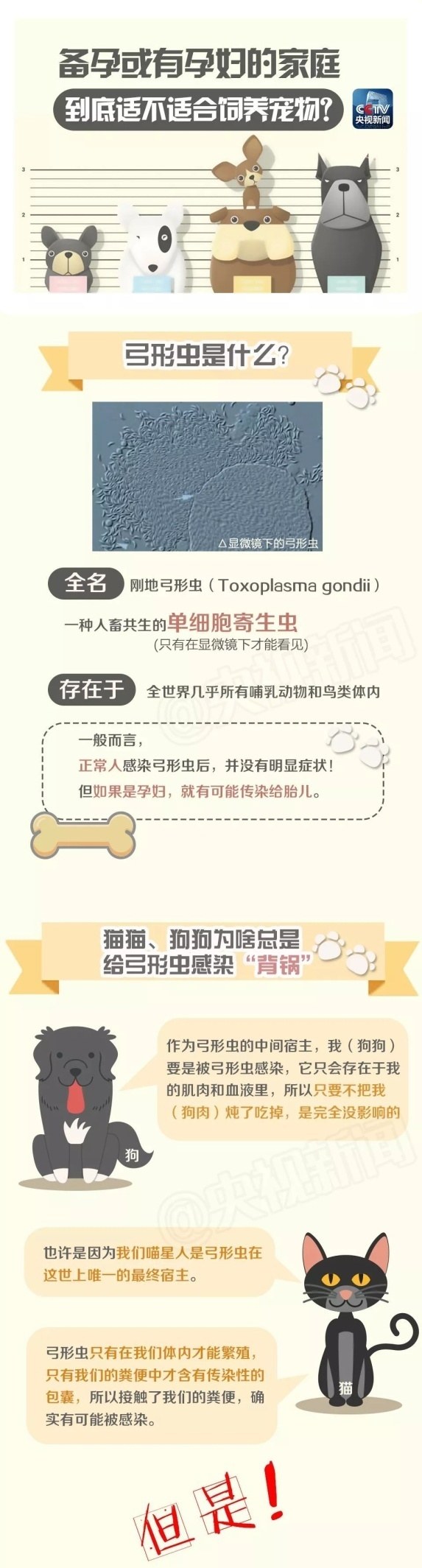 养宠物对怀孕有影响吗,怀孕了能不能养宠物狗狗