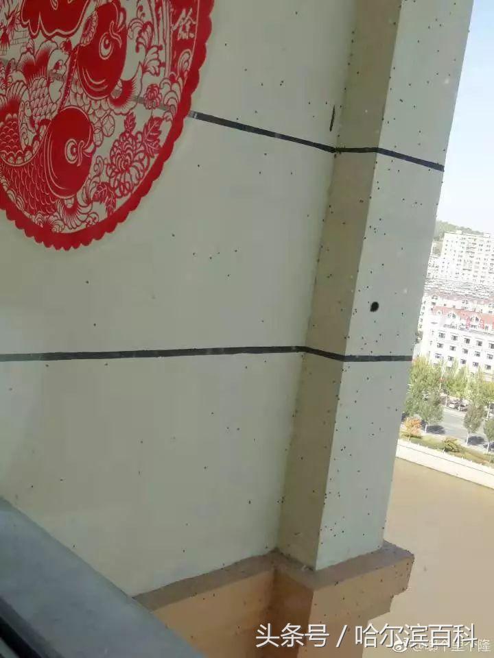 花大姐是外来入侵物种吗,花大姐来东北