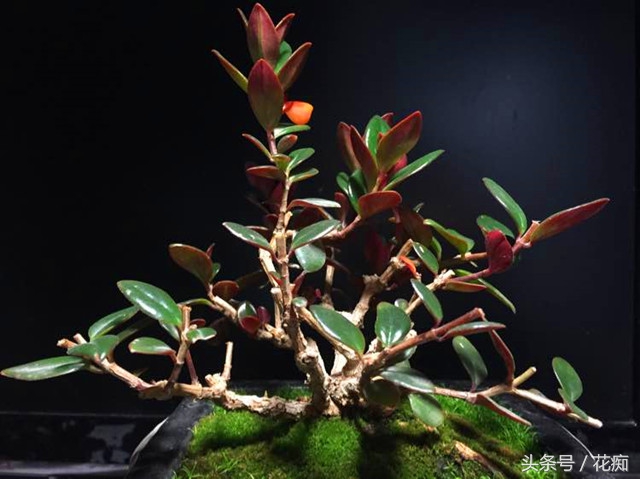 金鱼吊兰怎么养才能开花结果,金鱼吊兰怎么养才能多开花