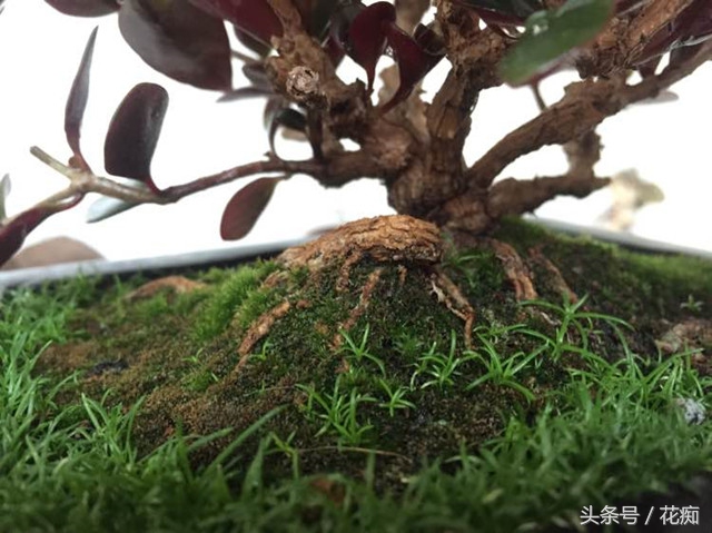 金鱼吊兰怎么养才能开花结果,金鱼吊兰怎么养才能多开花