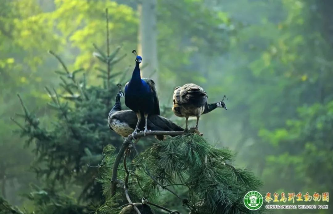 秦皇岛旅游攻略夜景,秦皇岛旅游攻略这几个景点必去