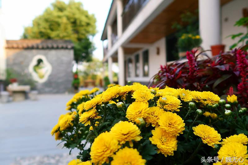 晚上去阳澄湖吃大闸蟹旅游攻略,去阳澄湖吃大闸蟹和游玩攻略