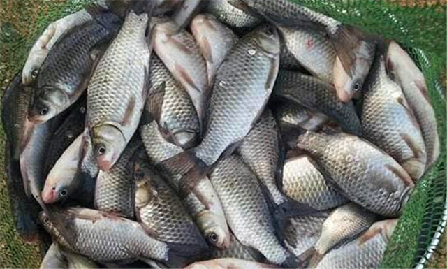 蜂蜜钓鲫鱼的正确方法,钓鲫鱼最佳诱饵是什么