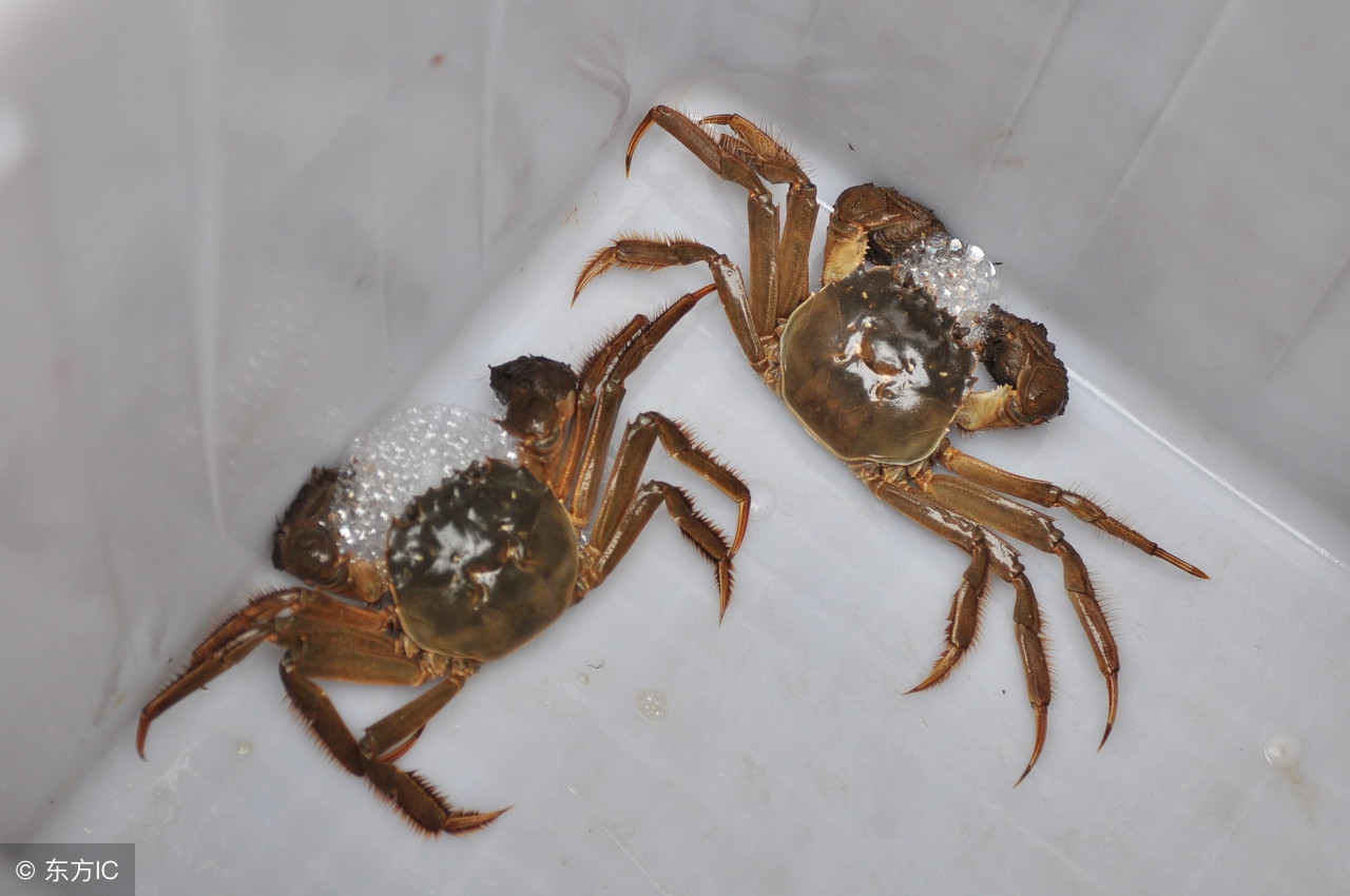 死螃蟹放冷藏能保存几天,冰箱冷藏保存螃蟹放在几档