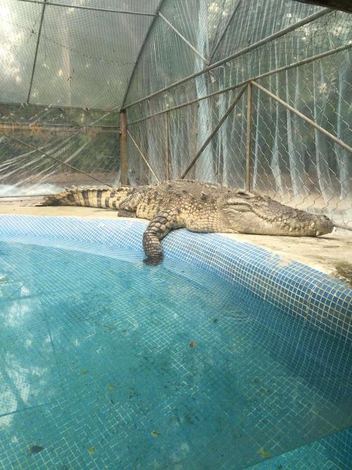 广州鳄鱼公园鳄鱼王,世界上最大的鳄鱼公园