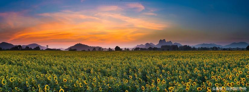 不去普罗旺斯和柬埔寨，千元飞到泰国看最美向日葵田和高棉遗址