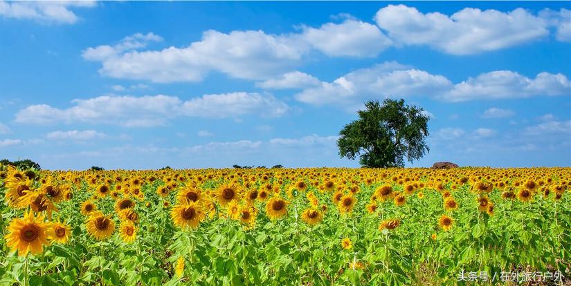 不去普罗旺斯和柬埔寨，千元飞到泰国看最美向日葵田和高棉遗址