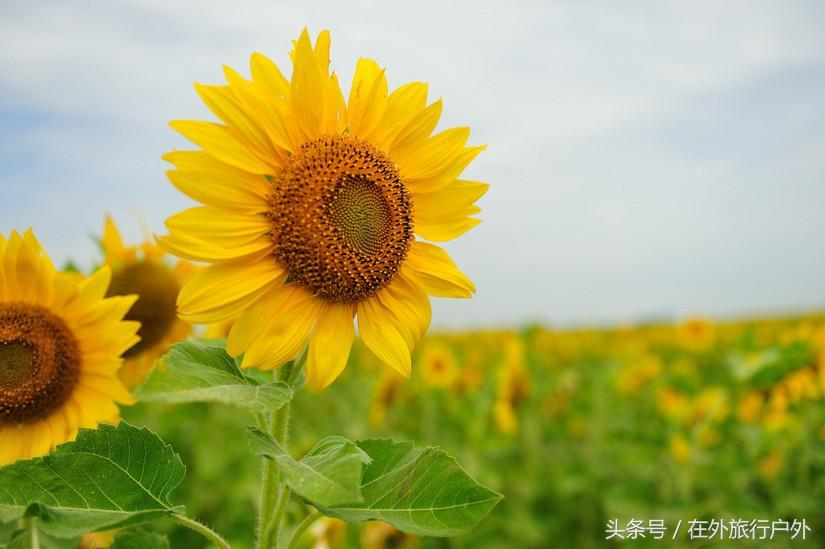 不去普罗旺斯和柬埔寨，千元飞到泰国看最美向日葵田和高棉遗址