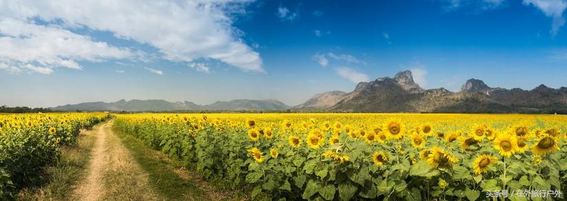 不去普罗旺斯和柬埔寨，千元飞到泰国看最美向日葵田和高棉遗址