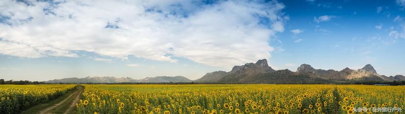 不去普罗旺斯和柬埔寨，千元飞到泰国看最美向日葵田和高棉遗址