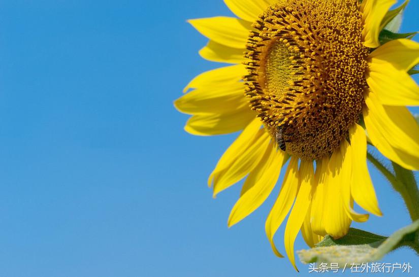 不去普罗旺斯和柬埔寨，千元飞到泰国看最美向日葵田和高棉遗址