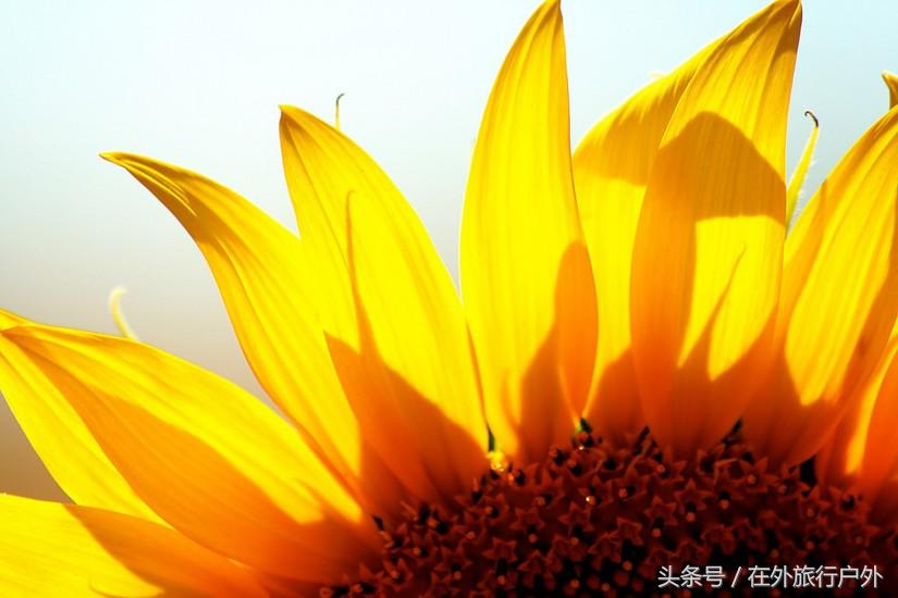 不去普罗旺斯和柬埔寨，千元飞到泰国看最美向日葵田和高棉遗址