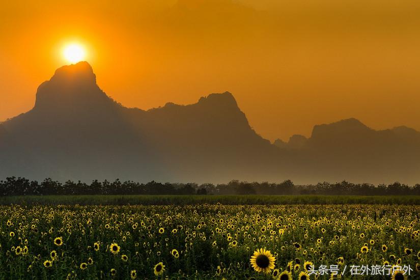 不去普罗旺斯和柬埔寨，千元飞到泰国看最美向日葵田和高棉遗址