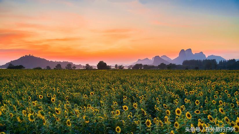 不去普罗旺斯和柬埔寨，千元飞到泰国看最美向日葵田和高棉遗址