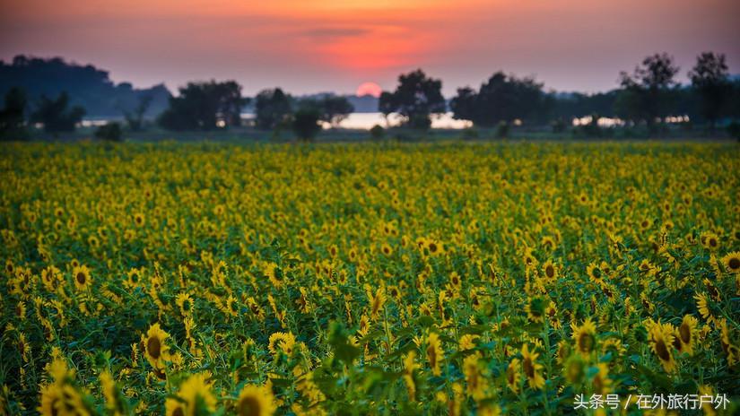 不去普罗旺斯和柬埔寨，千元飞到泰国看最美向日葵田和高棉遗址