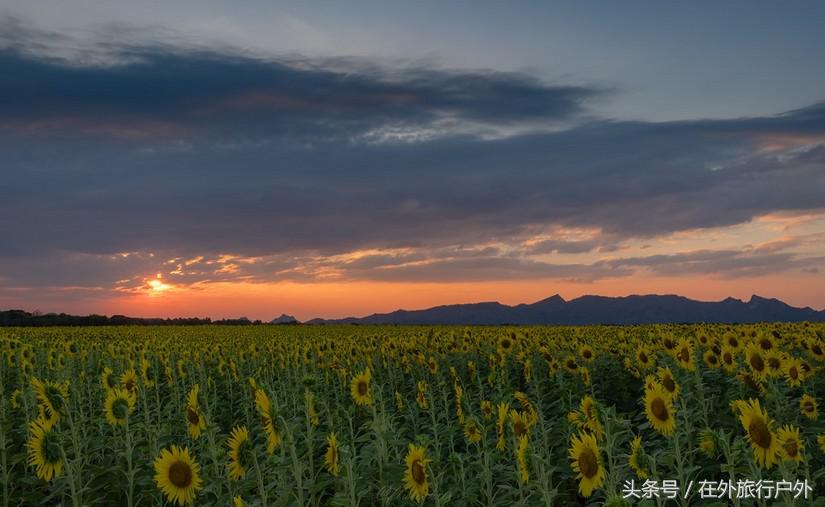 不去普罗旺斯和柬埔寨，千元飞到泰国看最美向日葵田和高棉遗址
