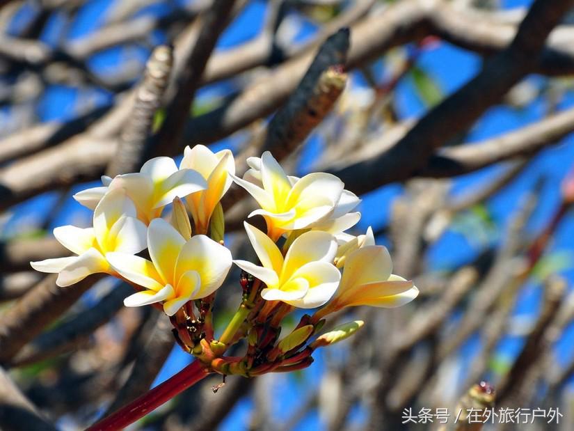 不去普罗旺斯和柬埔寨，千元飞到泰国看最美向日葵田和高棉遗址