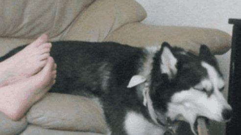 二哈半夜不停呕吐白沫,二哈抽搐吐白沫咬舌头视频