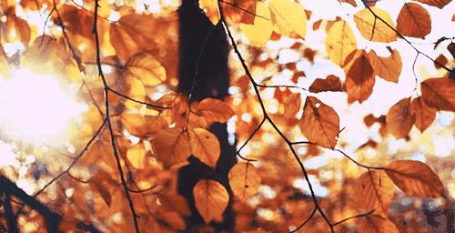 桂花香,残荷,银杏,宁波的秋天