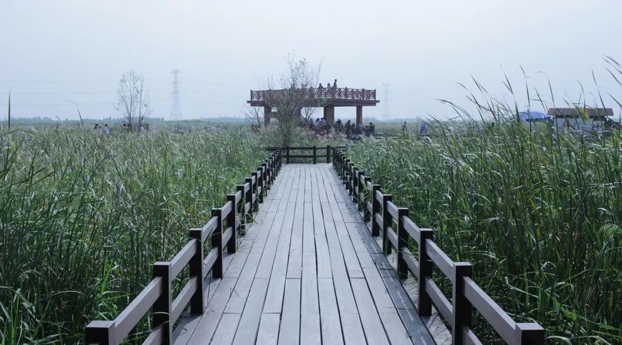 桂花香,残荷,银杏,宁波的秋天