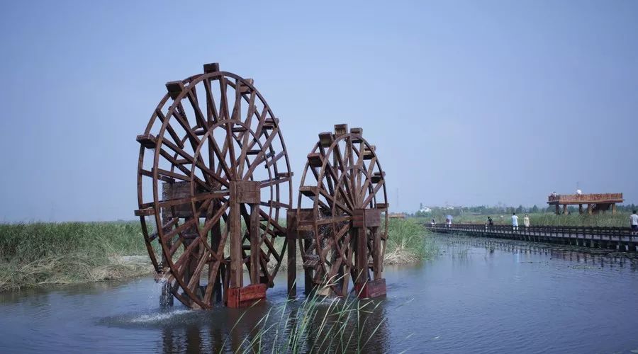 桂花香,残荷,银杏,宁波的秋天