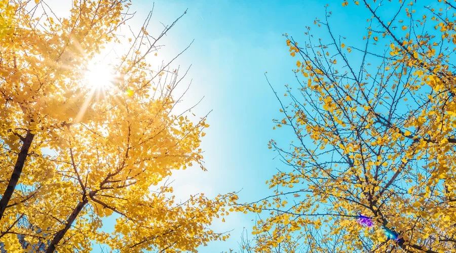 桂花香,残荷,银杏,宁波的秋天