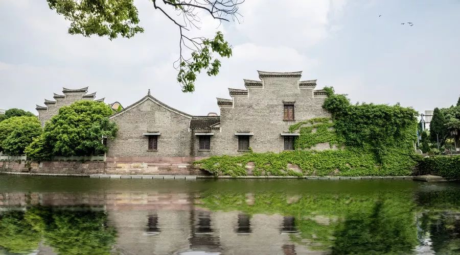 桂花香,残荷,银杏,宁波的秋天