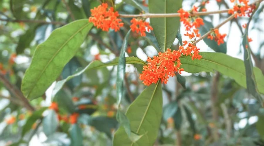 桂花香,残荷,银杏,宁波的秋天