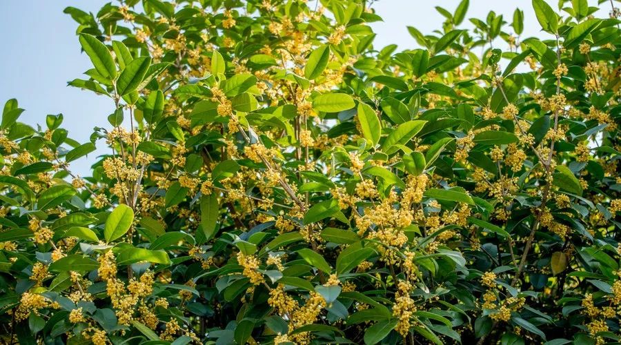 桂花香,残荷,银杏,宁波的秋天