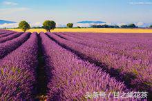 薰衣草花茶有什么功效,薰衣草茶百科知识大全