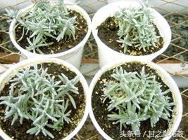 薰衣草花茶有什么功效,薰衣草茶百科知识大全