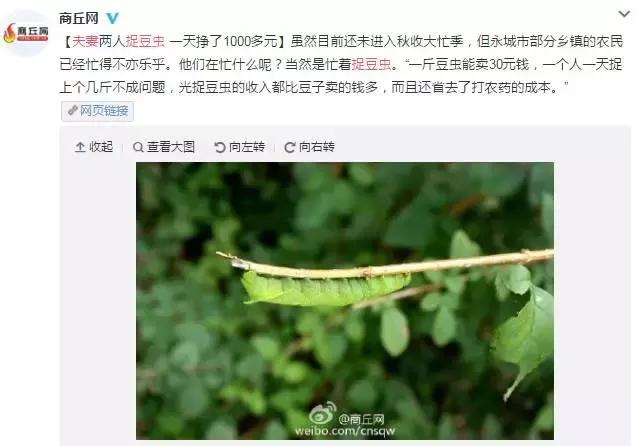 身价一下子飙升百万倍,身价暴涨的谷子