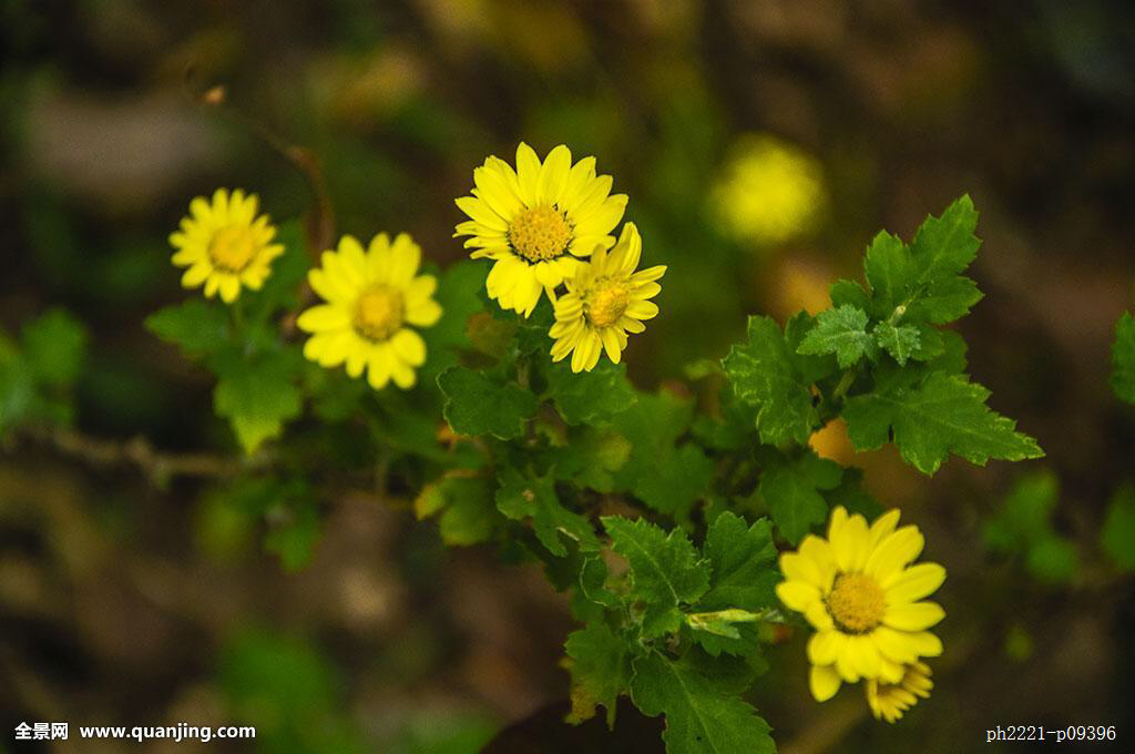 中药材野菊花种子,中药材野菊花最新行情